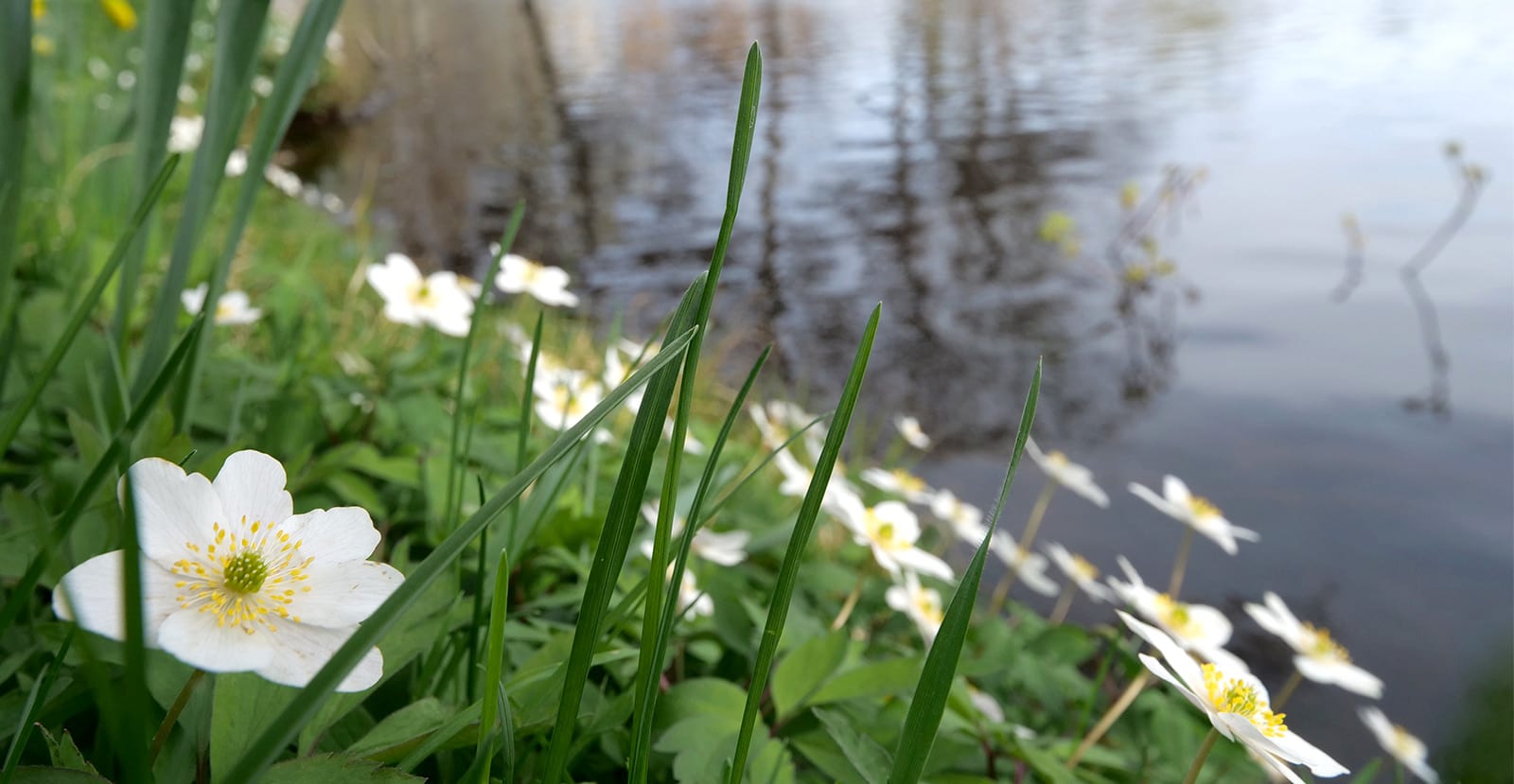 Vitsippor vid Dufweholms Herrgård